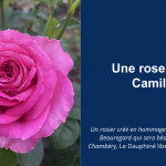 Le Dauphiné Libéré présente la rose créée pour Camille Costa de Beauregard