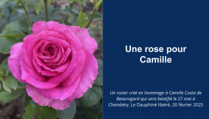 Le Dauphiné Libéré présente la rose créée pour Camille Costa de Beauregard